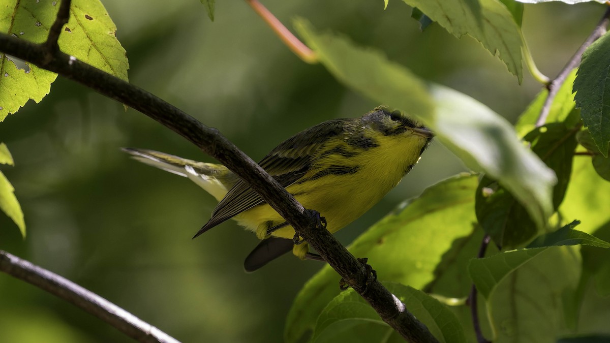 Prairie Warbler - ML641160154