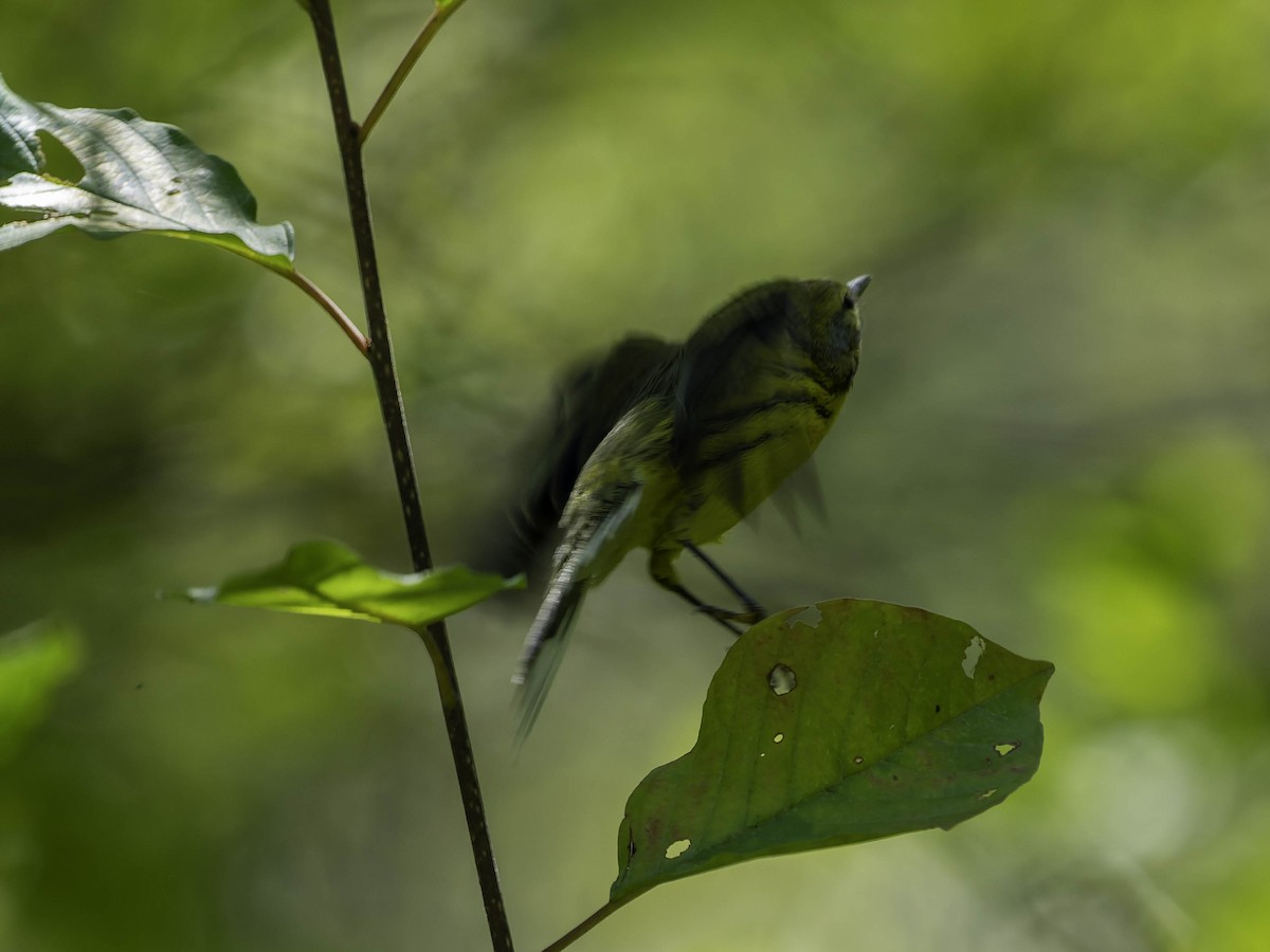 Prairie Warbler - ML641160155