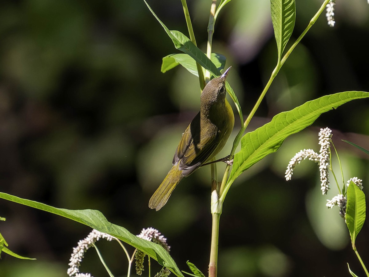 Common Yellowthroat - ML641160161