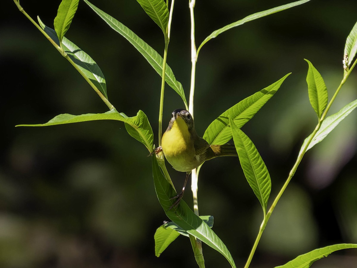 Common Yellowthroat - ML641160162