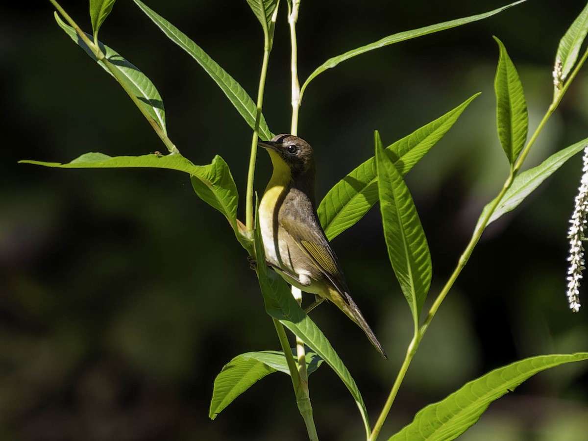 Common Yellowthroat - ML641160163