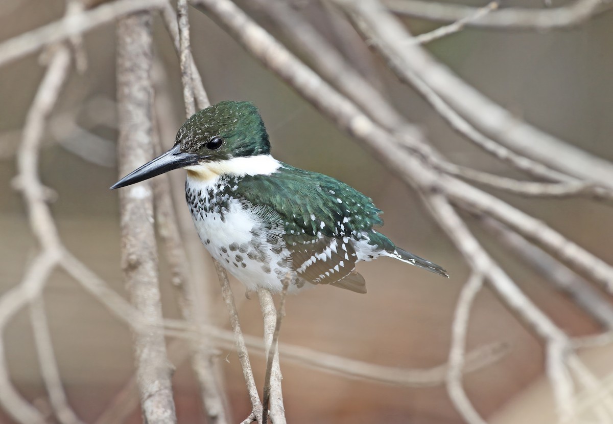 Green Kingfisher - ML641160164