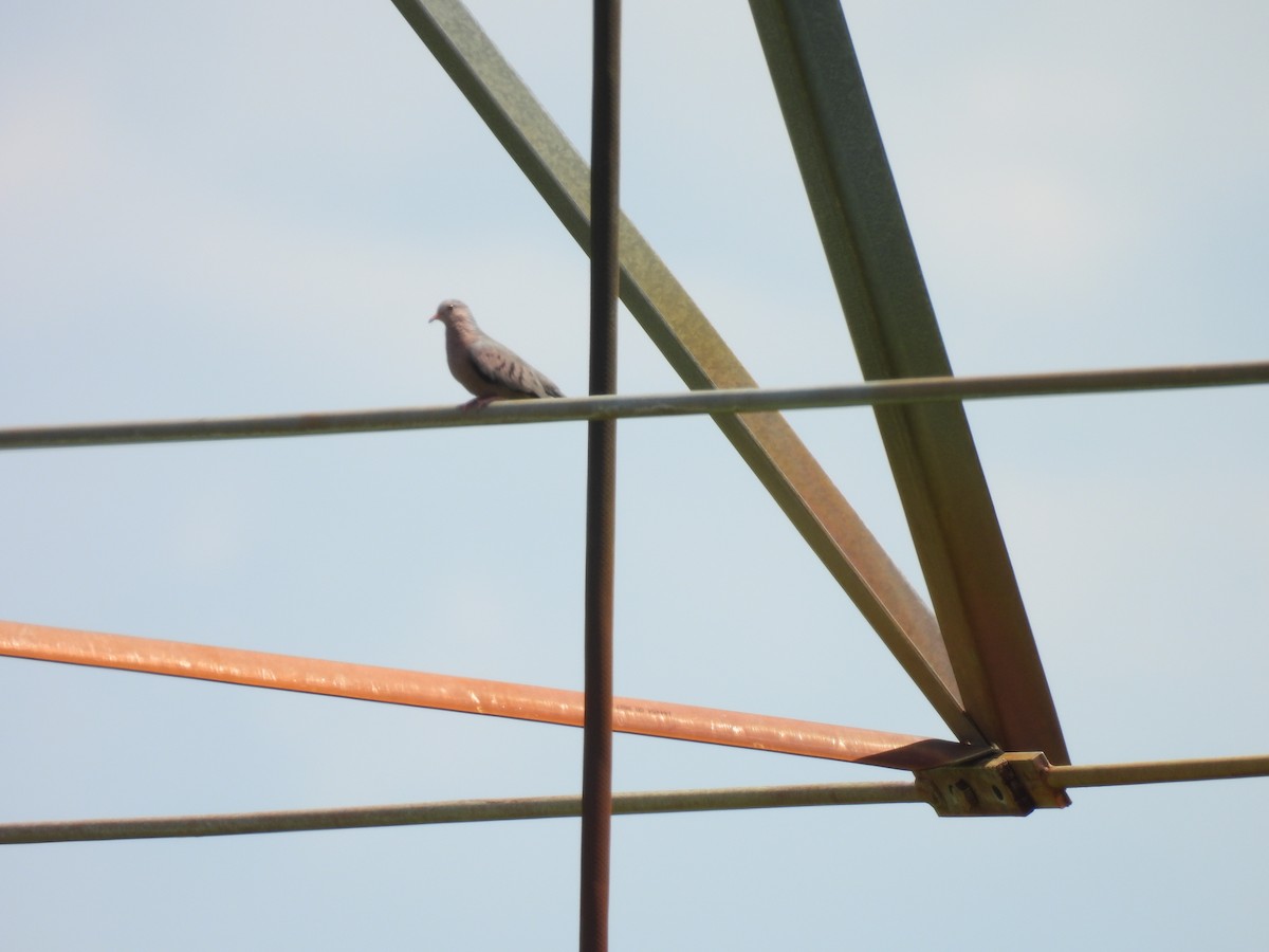 Common Ground Dove - ML641160192