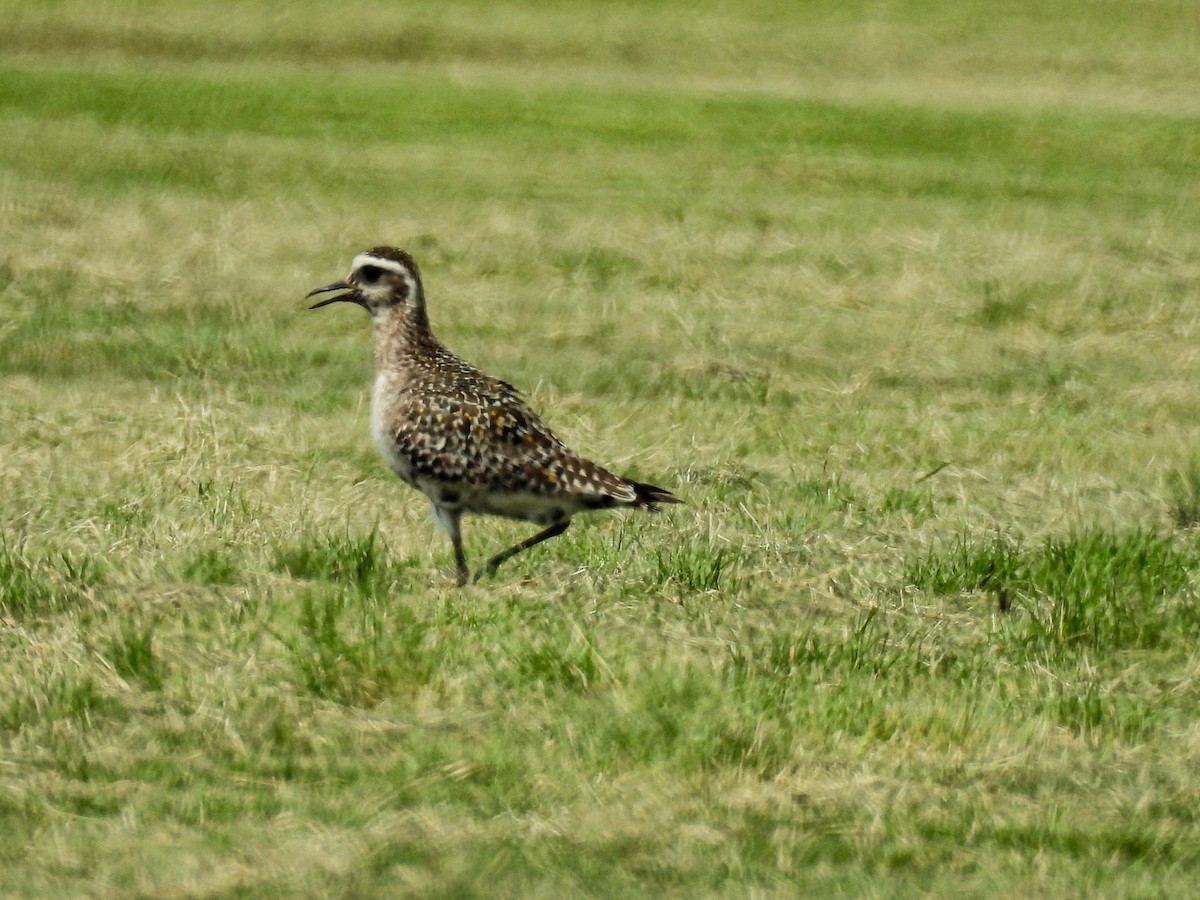 American Golden-Plover - ML641160199