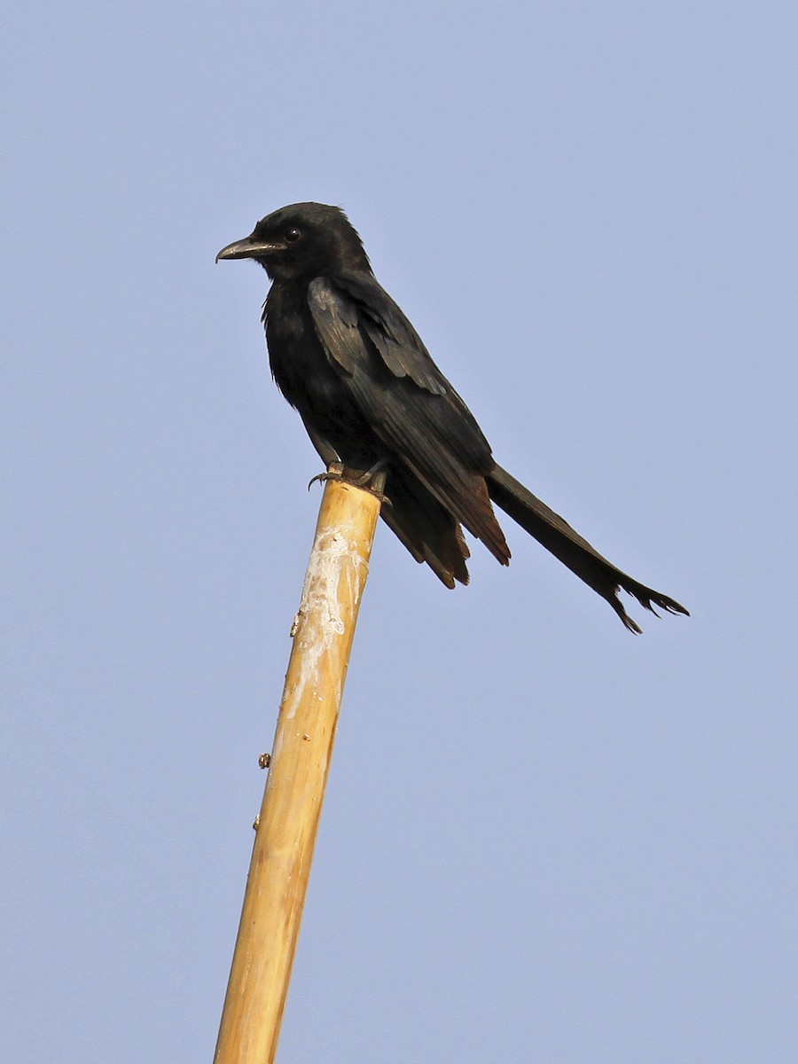 Black Drongo - ML641160203
