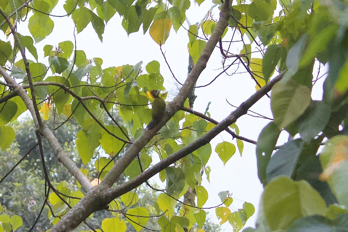 Greater Yellownape - ML641160213