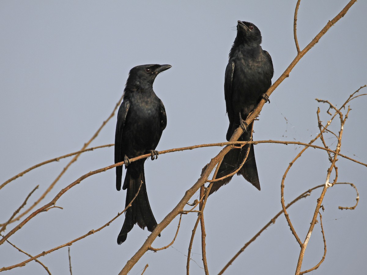 Black Drongo - ML641160222