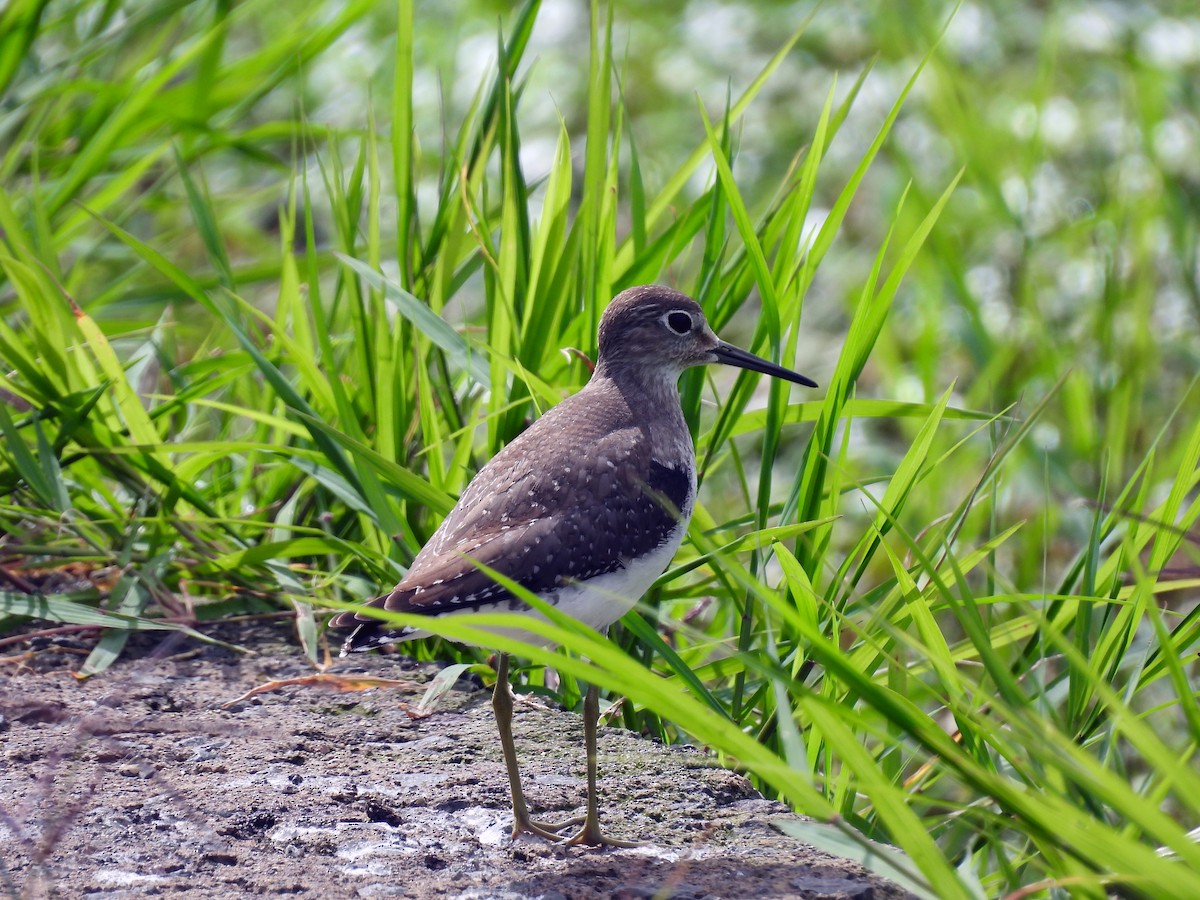 コシグロクサシギ - ML641160236