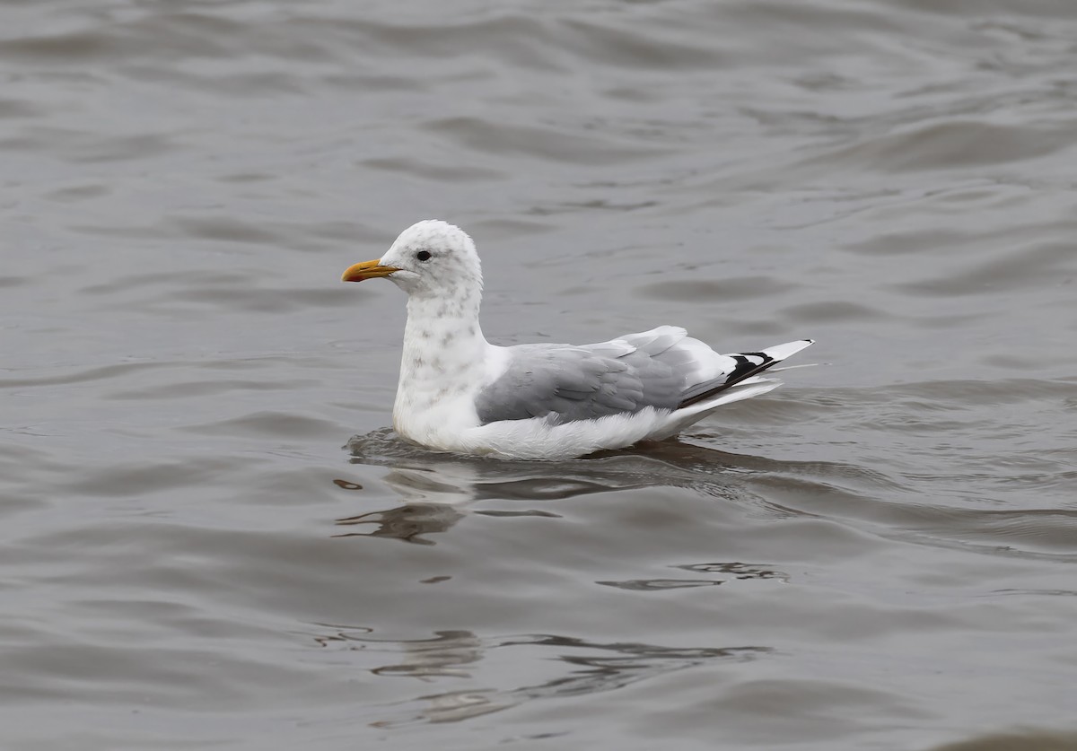 Iceland Gull (Thayer's) - ML641160240