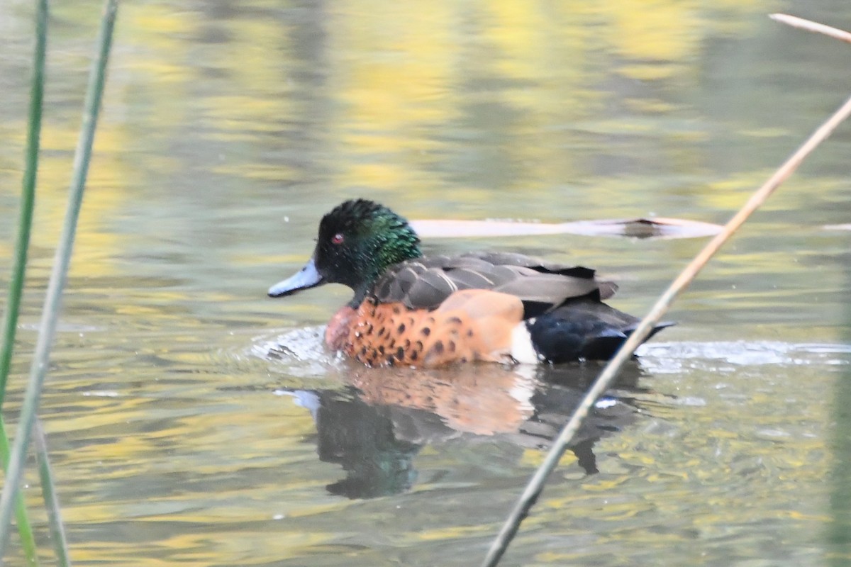 Chestnut Teal - ML641160250