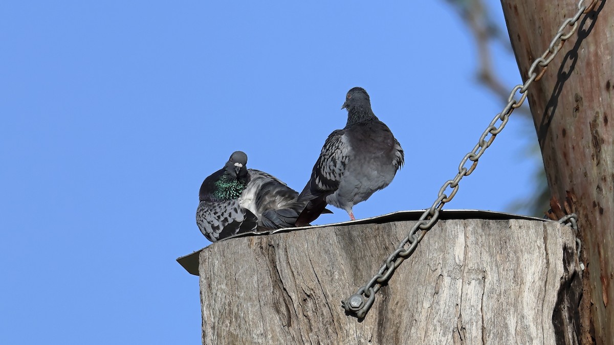 Rock Pigeon (Feral Pigeon) - ML641160253