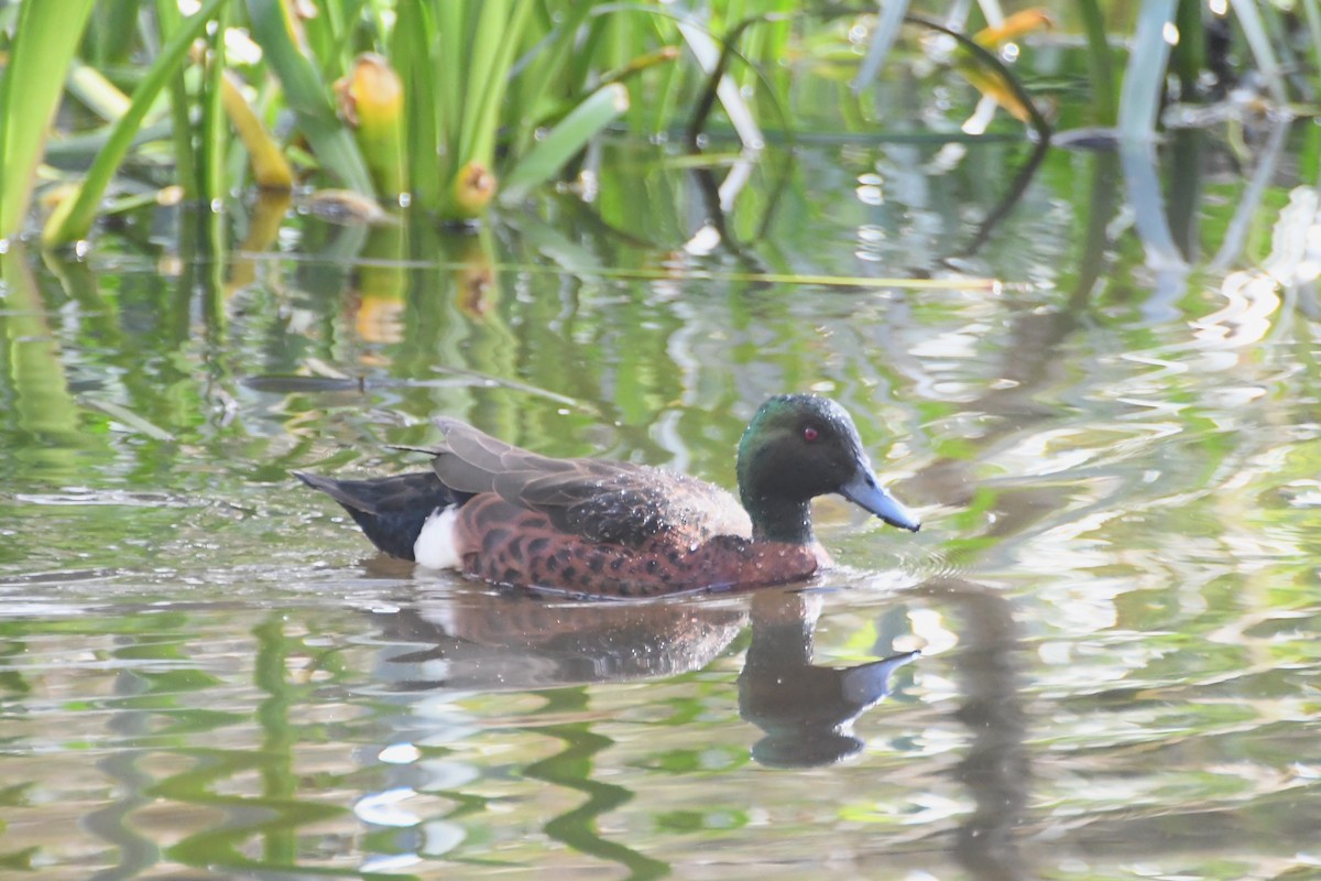 Chestnut Teal - ML641160256