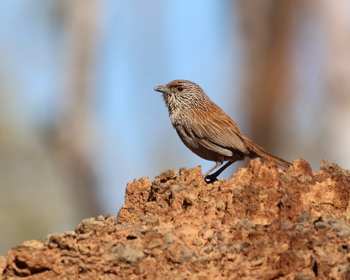 Amytis kalkadoon - ML641160259