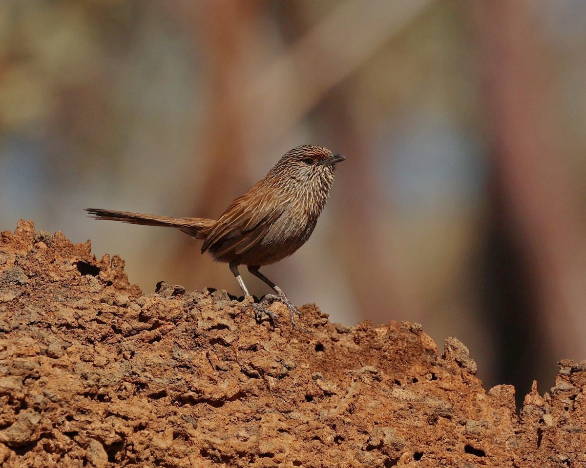 Amytis kalkadoon - ML641160262