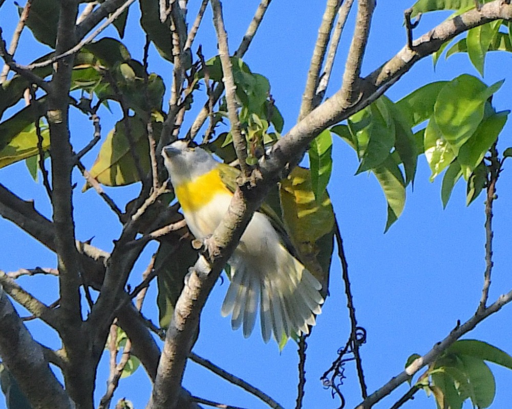 Green-backed Becard (Green-backed) - ML641160266