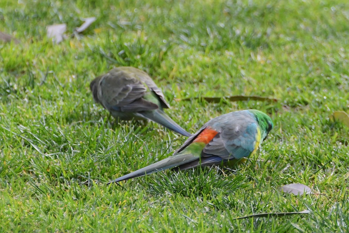 ビセイインコ - ML641160274