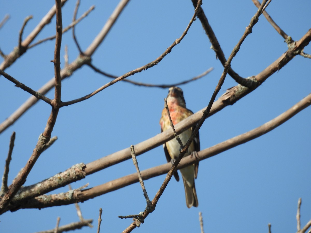 Rose-breasted Grosbeak - ML641160275