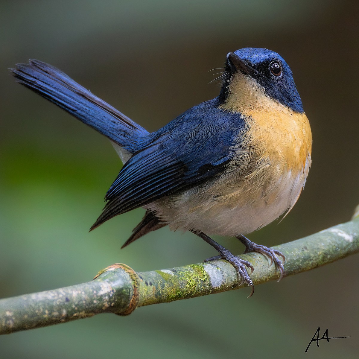 Palawan Blue Flycatcher - ML641160277