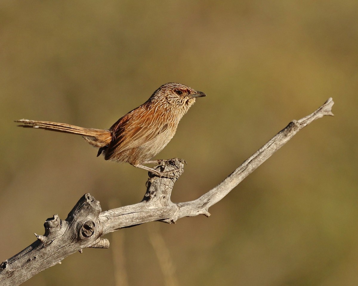 Amytis kalkadoon - ML641160287