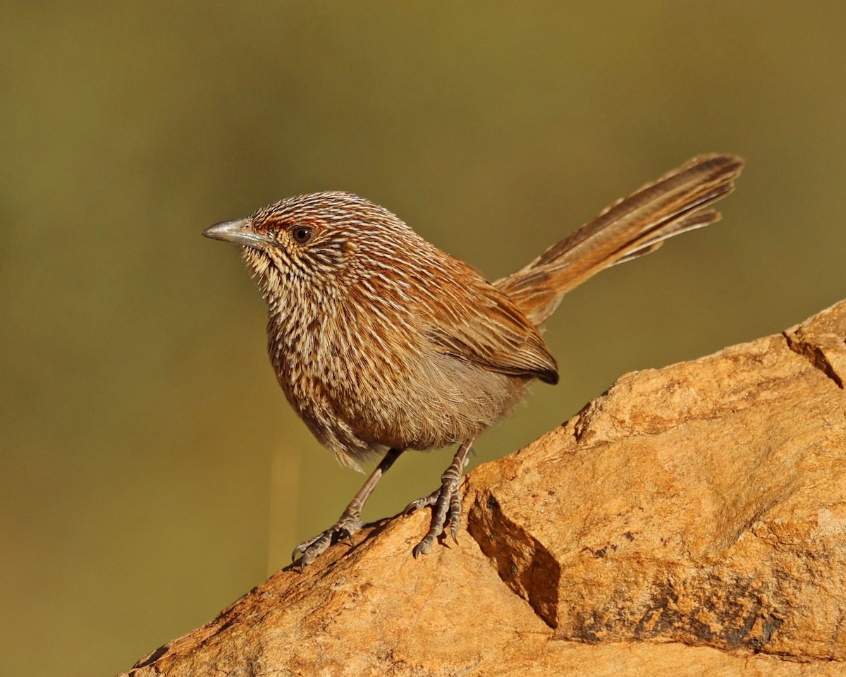 Amytis kalkadoon - ML641160288