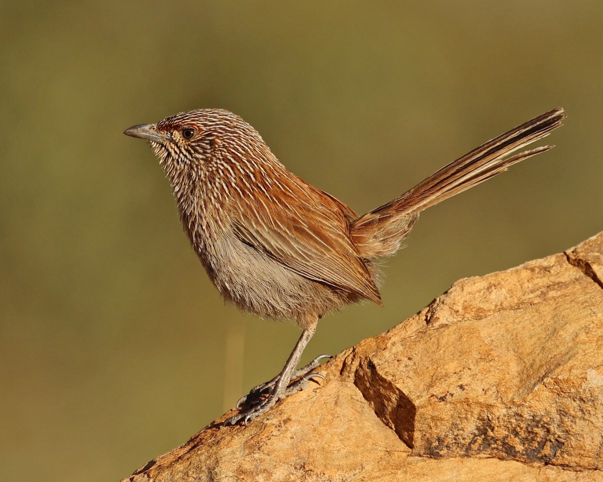 Amytis kalkadoon - ML641160289