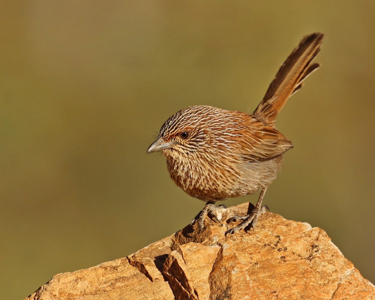 Amytis kalkadoon - ML641160290