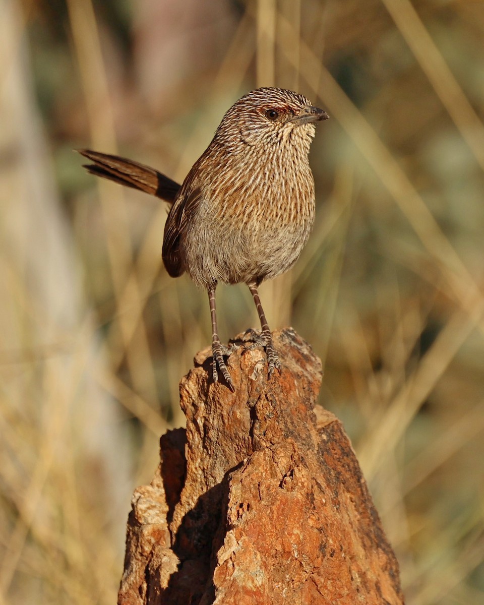 Amytis kalkadoon - ML641160291