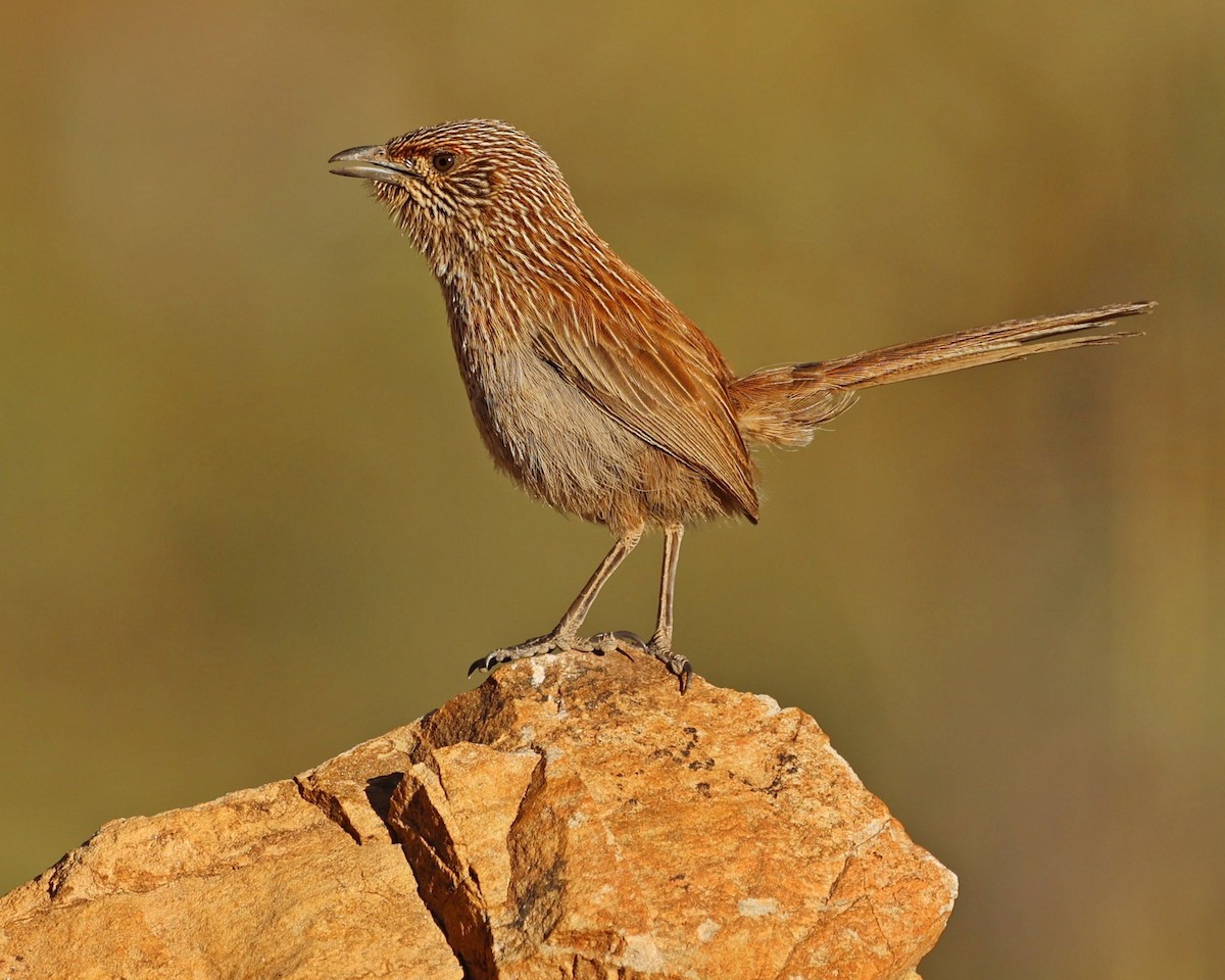 Amytis kalkadoon - ML641160292