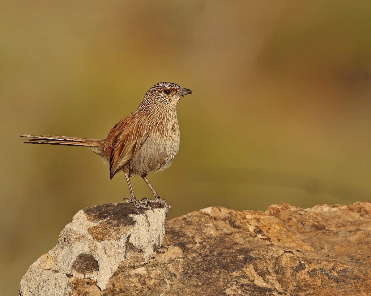 Amytis kalkadoon - ML641160293