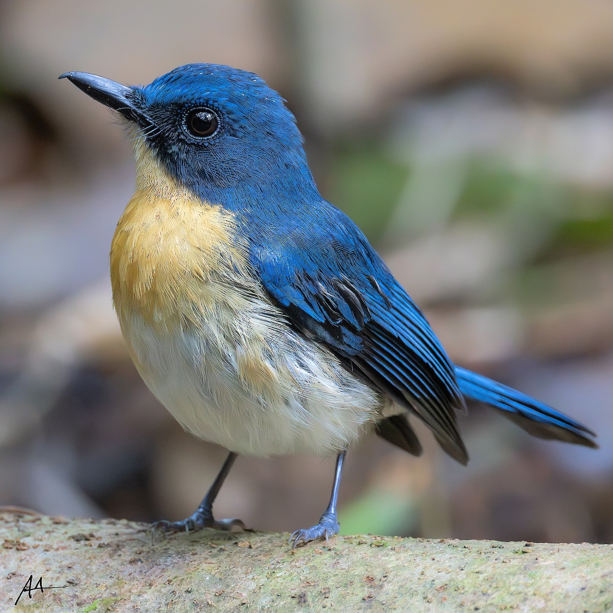 Palawan Blue Flycatcher - ML641160309