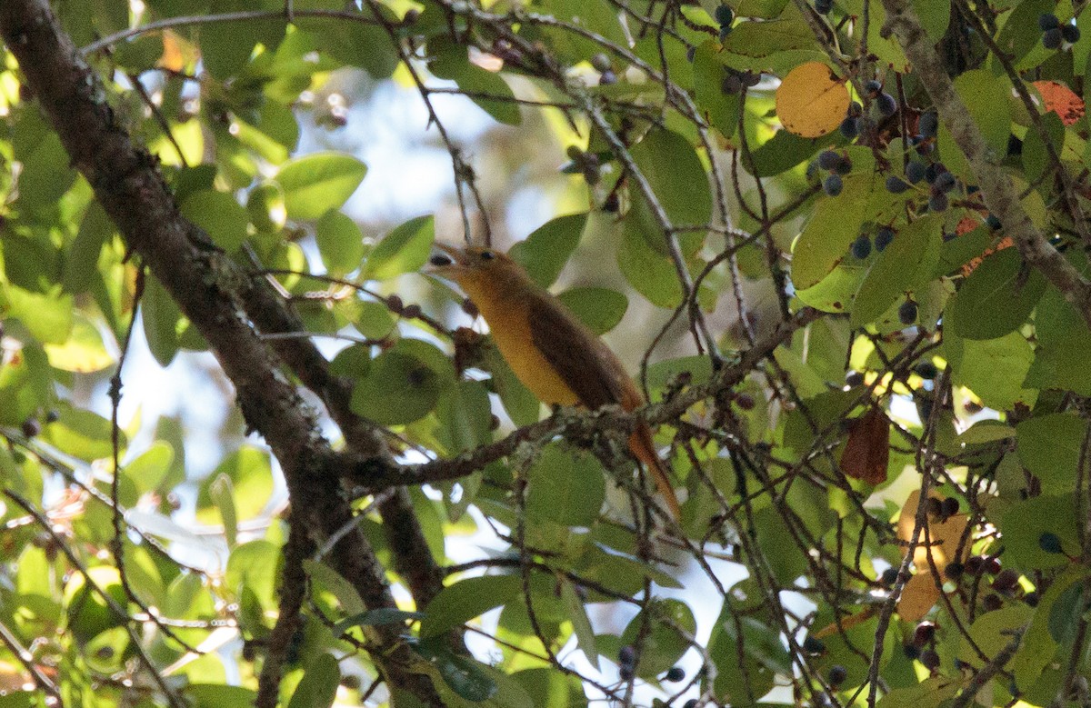 Summer Tanager - ML641160312