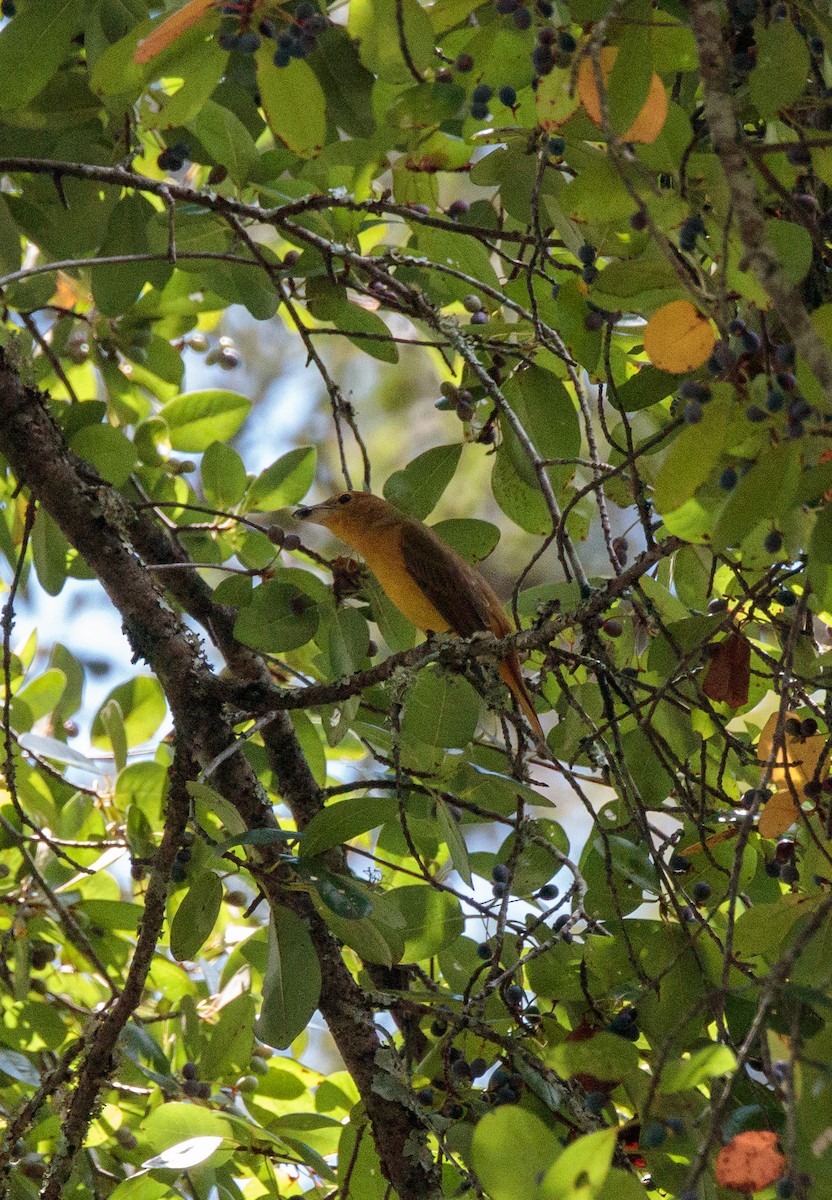 Summer Tanager - ML641160313