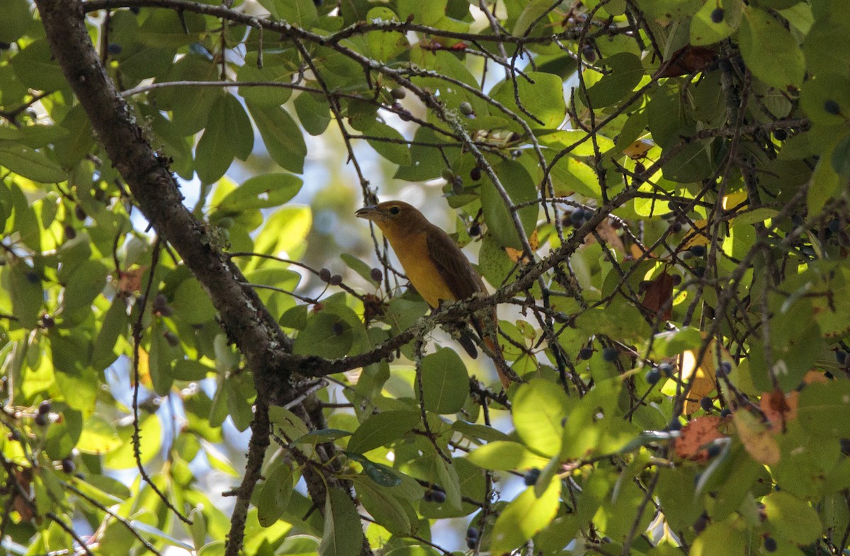 Summer Tanager - ML641160314