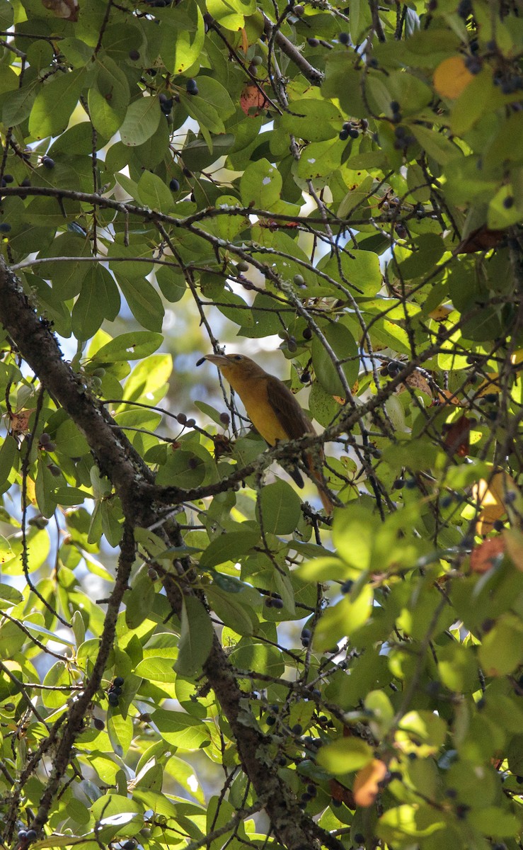 Summer Tanager - ML641160315