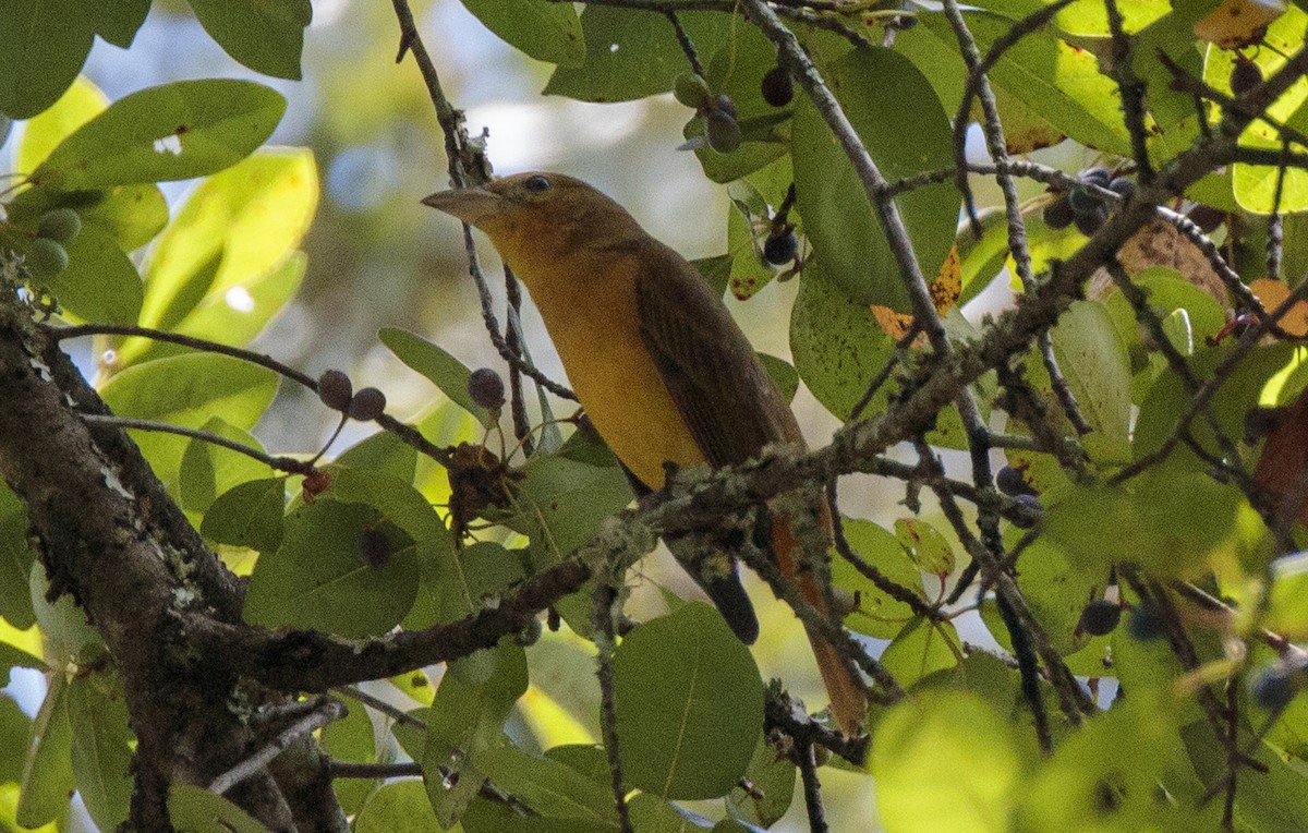 Summer Tanager - ML641160316