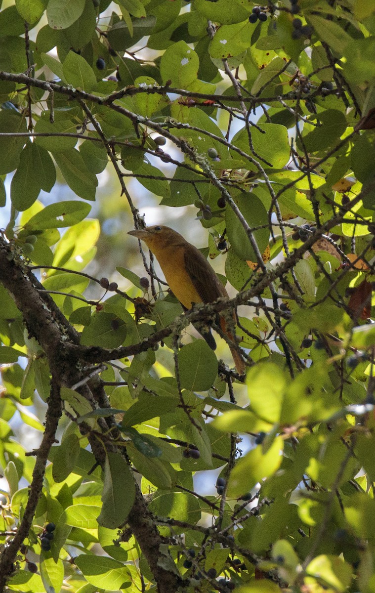 Summer Tanager - ML641160317