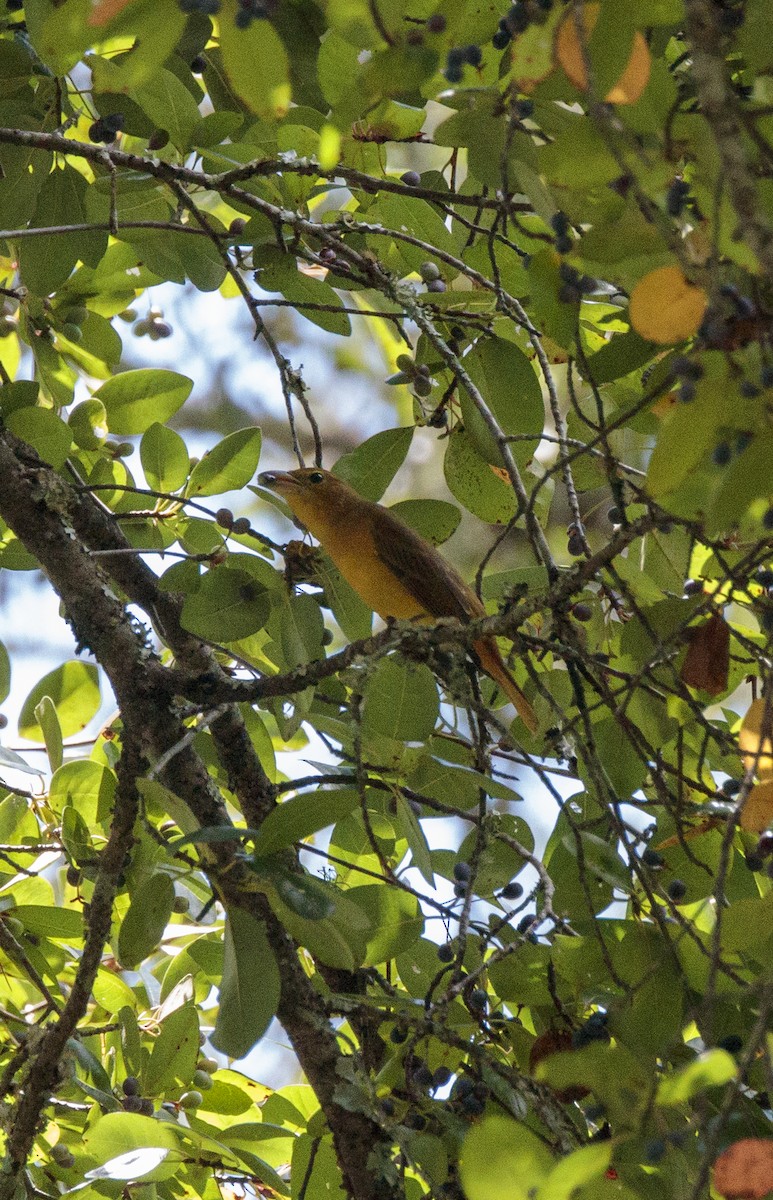 Summer Tanager - ML641160318