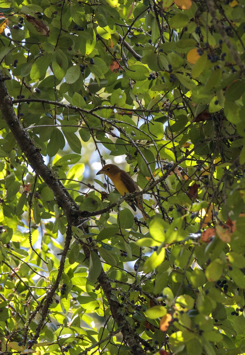 Summer Tanager - ML641160319