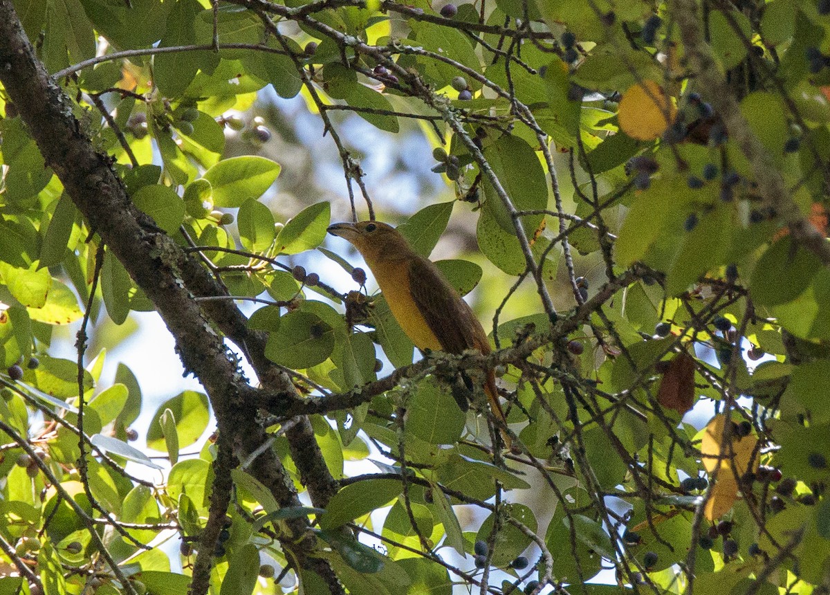 Summer Tanager - ML641160320
