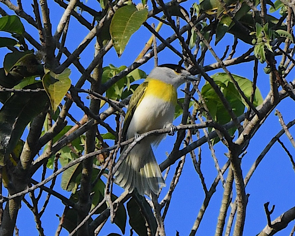 Green-backed Becard (Green-backed) - ML641160322