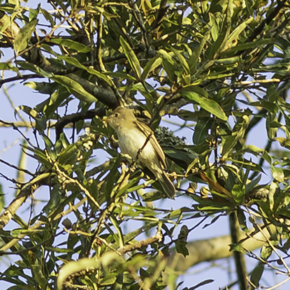Acadian Flycatcher - ML641160336
