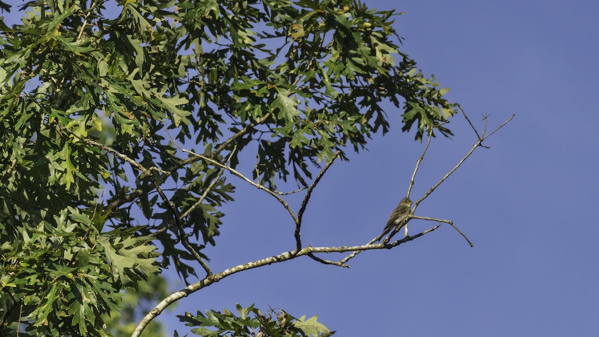 Eastern Wood-Pewee - ML641160347
