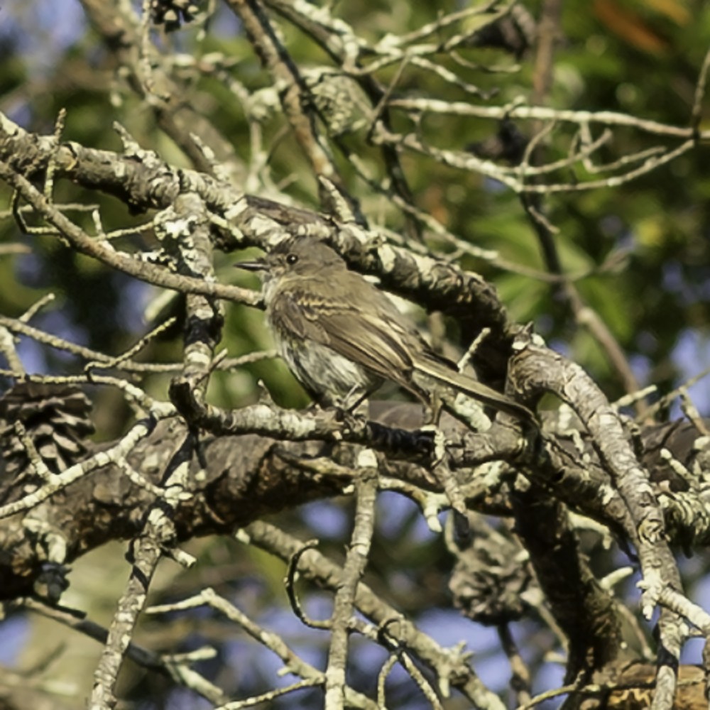 Eastern Phoebe - ML641160356