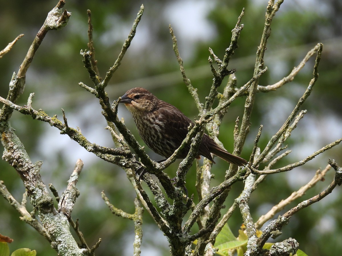 Red-winged Blackbird - ML641160360