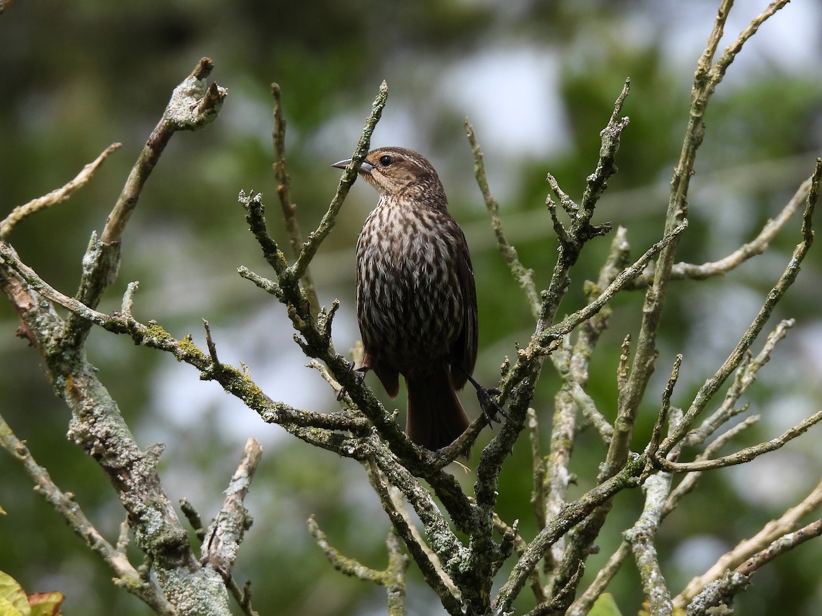 Red-winged Blackbird - ML641160361