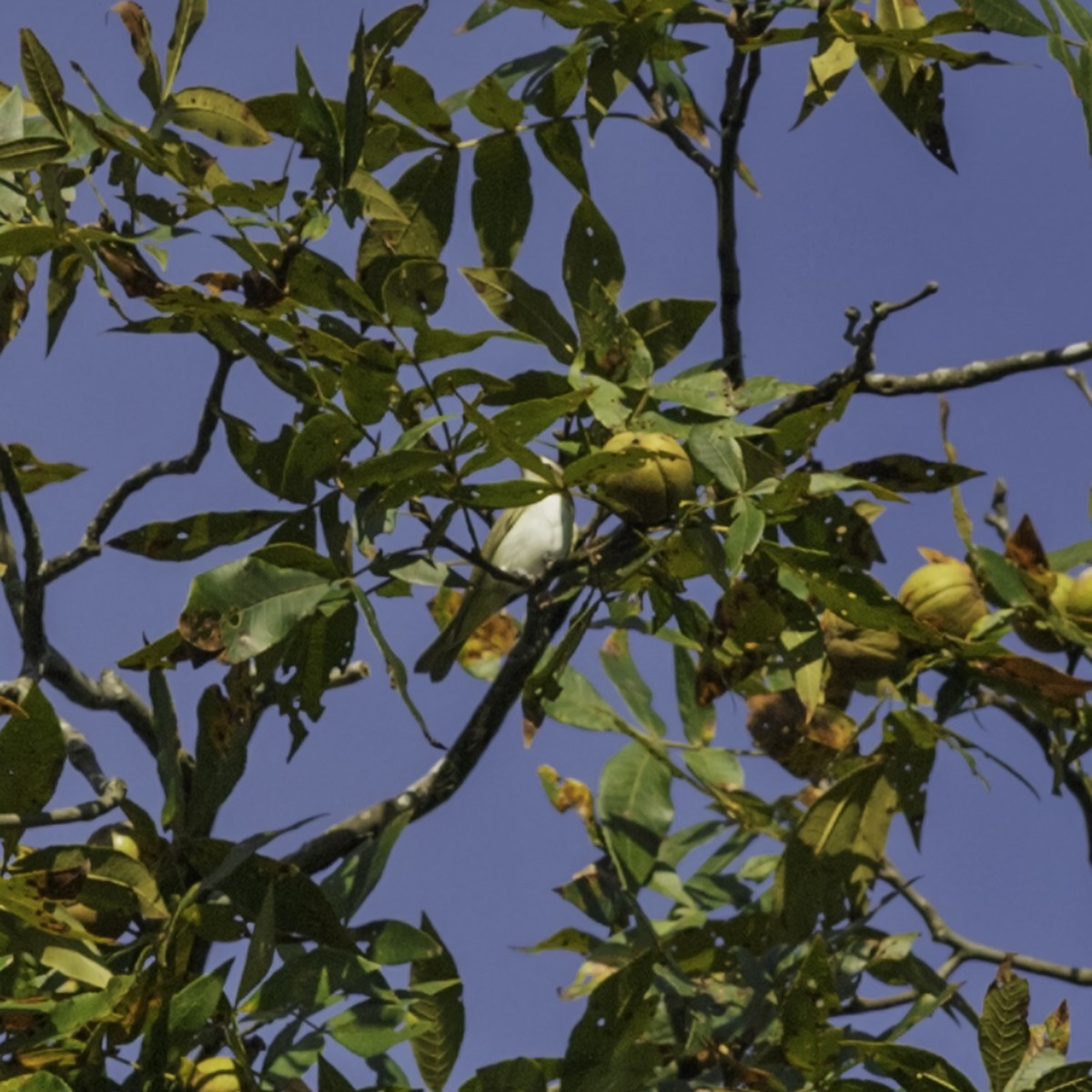 Red-eyed Vireo - ML641160367
