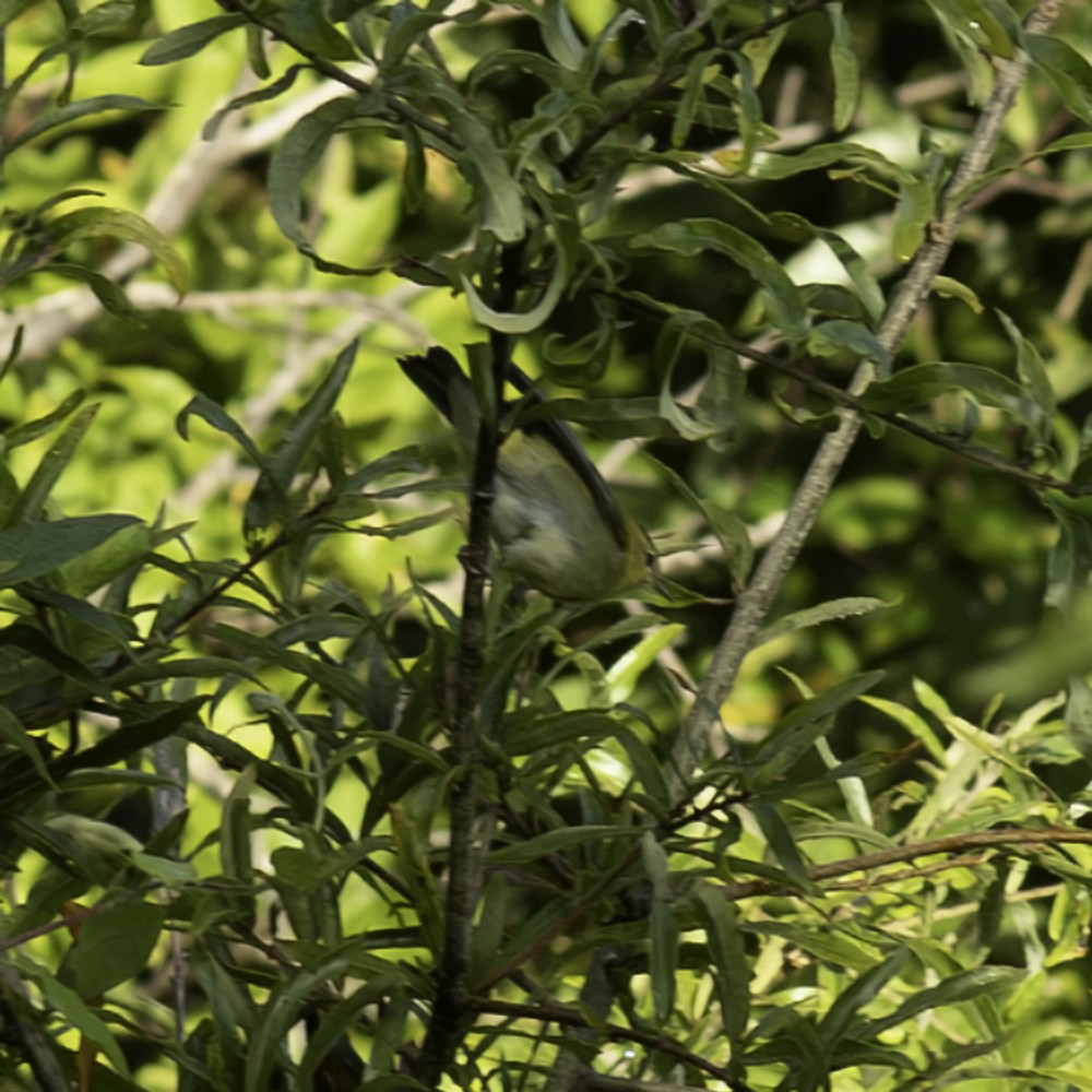 Tennessee Warbler - ML641160370