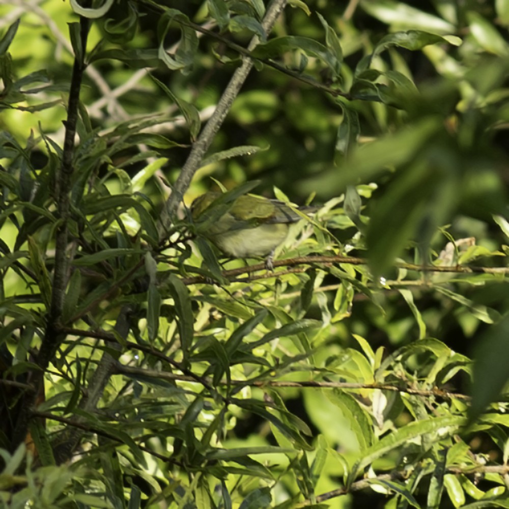 Tennessee Warbler - ML641160371