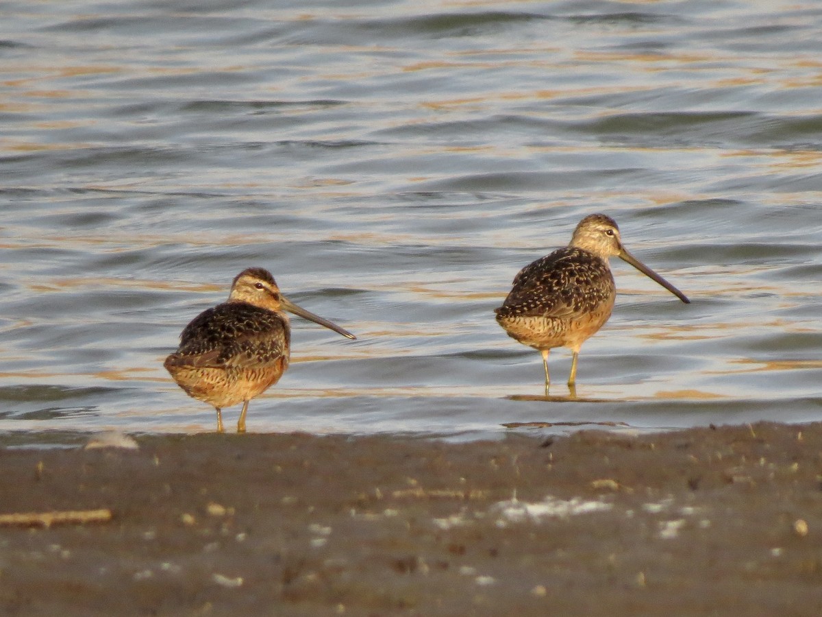 長嘴半蹼鷸 - ML641160376