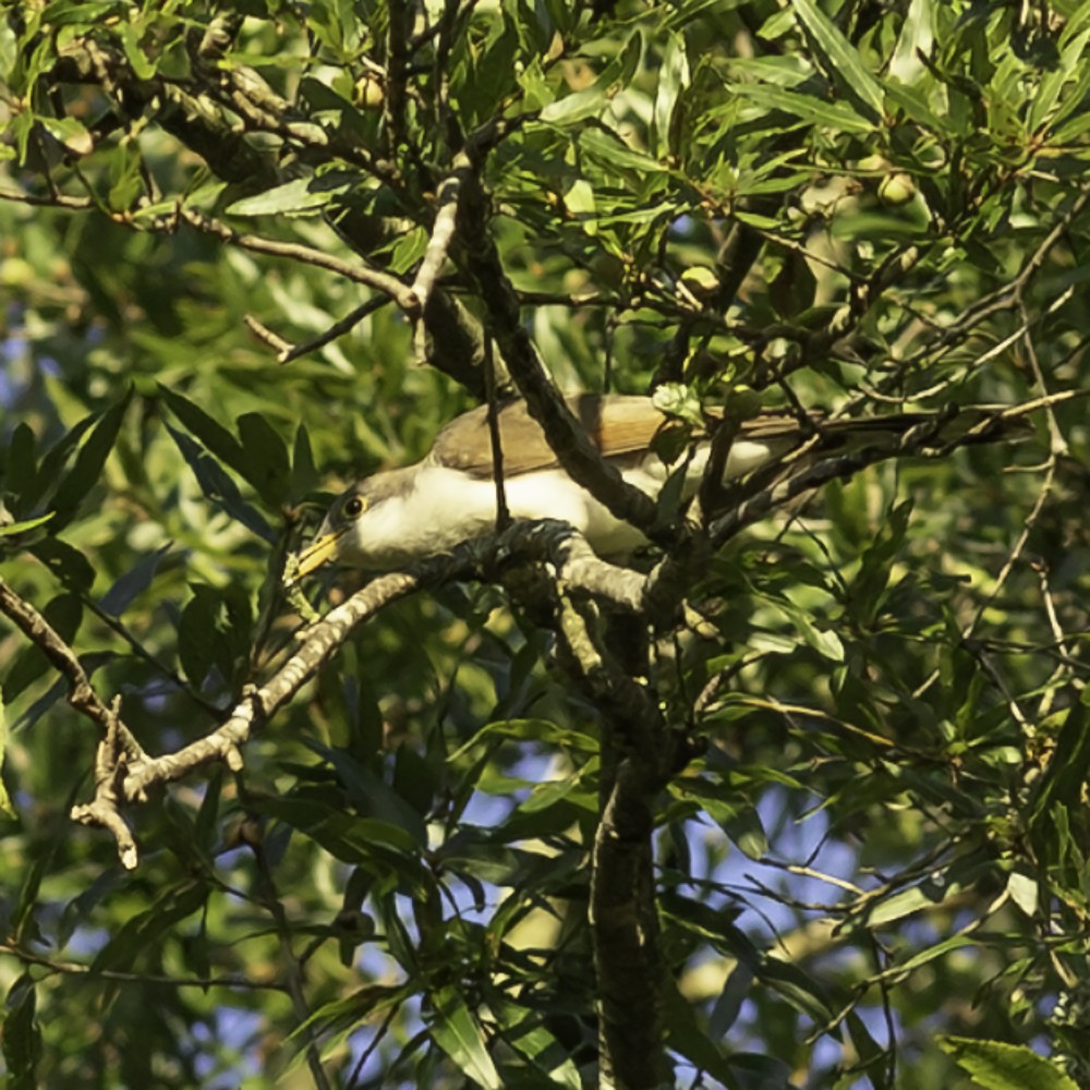 Yellow-billed Cuckoo - ML641160378